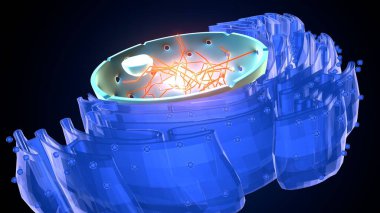 Hücre yapısı. 3d illüstrasyon