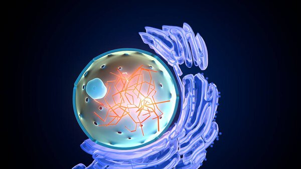 Plant cell structure. 3d illustrations