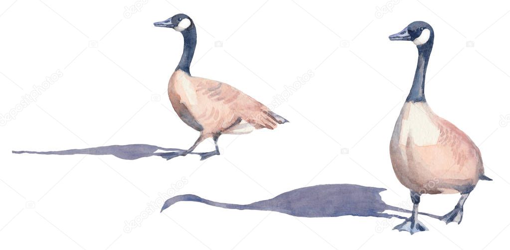 Hand drawn set of Canada geese on a white background. Watercolor illustration.
