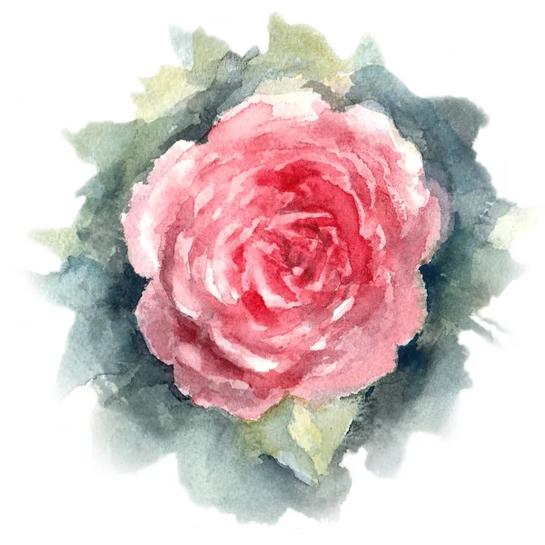 Hand drawn sketch of  Red Rose on a white background. Watercolor illustration.