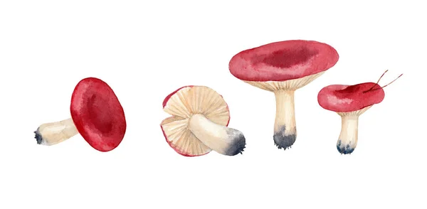 Pintura Aquarela Dos Cogumelos Russula Lepida Sobre Fundo Branco Ilustração — Fotografia de Stock