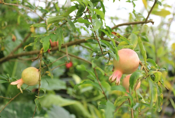 Granadas Inmaduras Árbol Verano —  Fotos de Stock