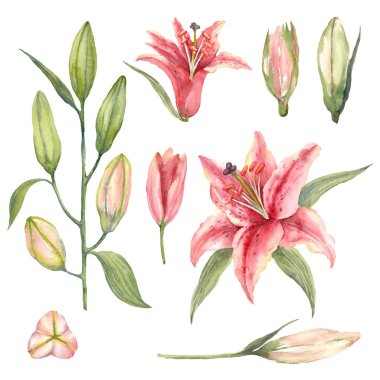 Beyaz bir arka plan üzerinde pembe Stargazer lilyum ve lily tomurcukları kümesi. Suluboya resim.