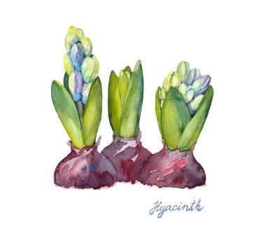 Beyaz zemin üzerinde üç unblown sümbül. Çizilmiş kroki. Suluboya resim.