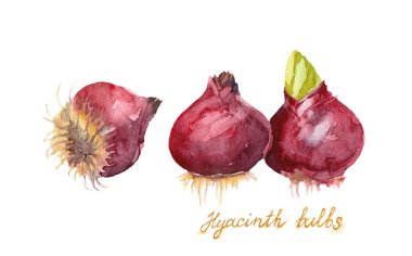 Beyaz zemin üzerinde üç mor sümbül soğanı. El suluboya resim çekilmiş.. 