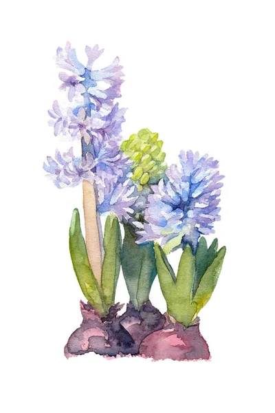 Три Цветущих Цветка Фиолетового Гиацинта Белом Фоне Ручной Рисунок Акварель — стоковое фото
