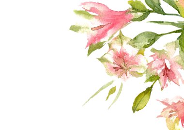 Beyaz arka plan üzerinde alstroemeria. Pembe Perulu Lily Üstten Görünüm