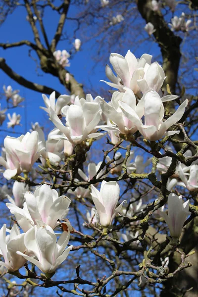 Florecimiento del Árbol Magnolia Blanco. Primer plano de la magnolia blanca f —  Fotos de Stock