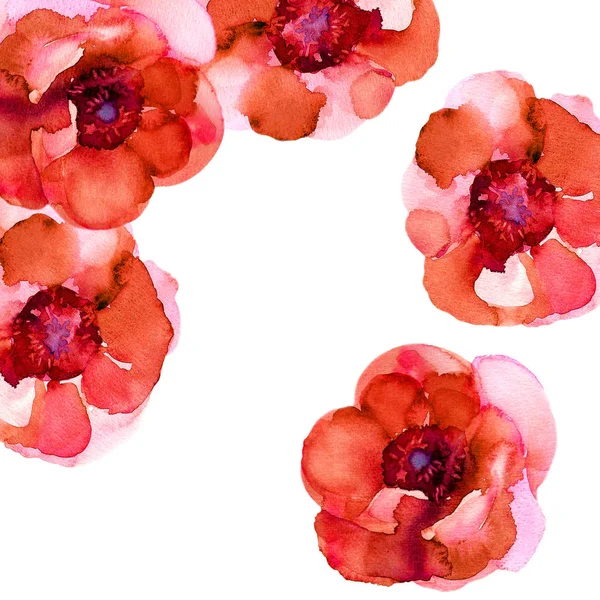Röda anemoner. Fyrkantig gratulationskort med blommorna. Akvarell — Stockfoto
