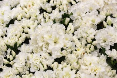 Bloom-A-Thon Beyaz Açelya. Orman gülü nin çiçek açan çalısı.