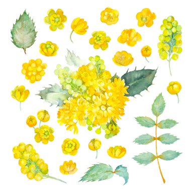 Mahonia Aquifolium. Sarı çiçekler, tomurcuklar ve Oregon üzüm yaprakları kümesi. Suluboya illüstrasyon.