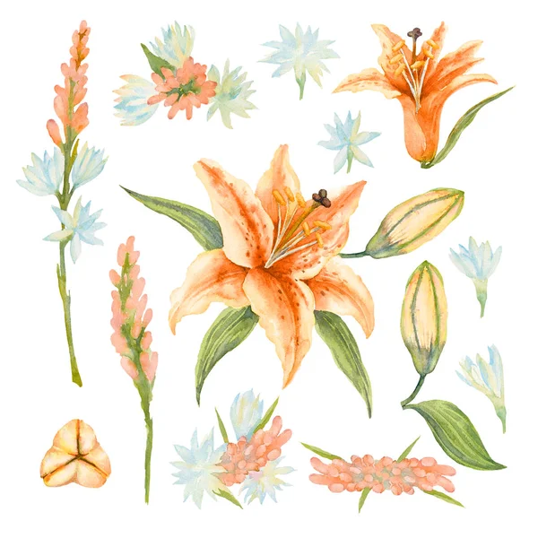 Conjunto de Polianthes Tuberosa e Lily Asiática 'Orange Joy'. Ilustração aquarela . — Fotografia de Stock