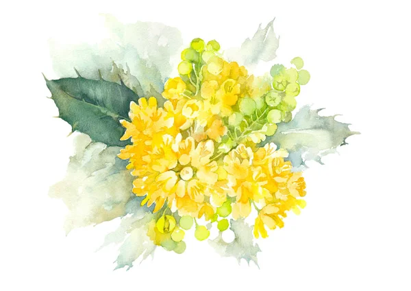 Mahonia Aquifolium. Yellow bush of Oregon grapes on a white background. Watercolor illustration. — Stock Image Mahonia Aquifolium. Yellow bush of Oregon grapes on a white background. Watercolor illustration. Royalty Free Stock Photos