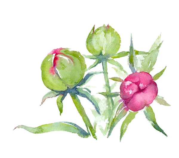 Dr. Alexander Fleming Peony. Botões cor-de-rosa. Aquarela illustr — Fotografia de Stock