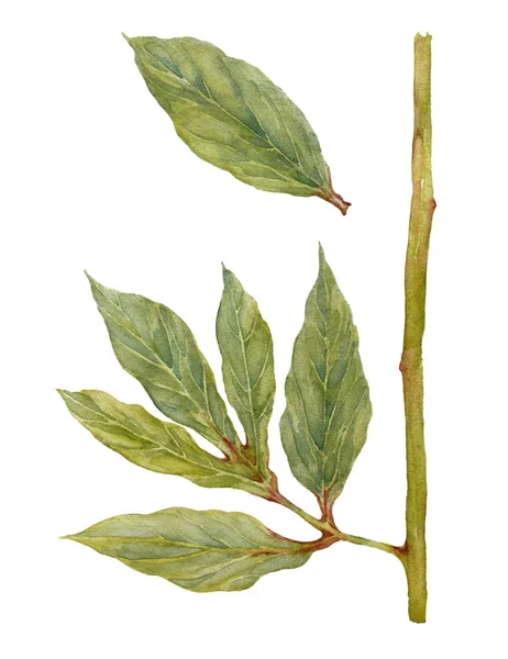 Folhas de Peônia Isoladas. Folhas verdes de peônia. Ilustração aquarela . — Fotografia de Stock