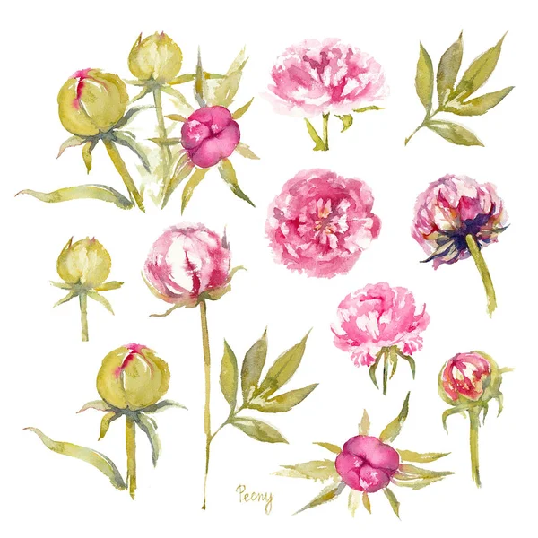 Peony Dr. Alexander Fleming. Conjunto isolado de peônias rosa vivas com flores duplas, botões e folhas. Ilustração aquarela . — Fotografia de Stock