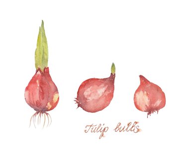 Üç Lale Soğanı. Elle çizilmiş izole çizim. Suluboya illüstrasyon.