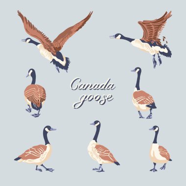 Canada geese. Hand-drawn set of birds. Vintage collection. Vector illustration. clipart