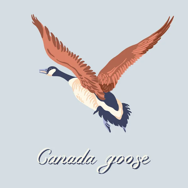Канадский гусь. Летающая птица. Винтажная коллекция. Векторная иллюстрация. — стоковый вектор