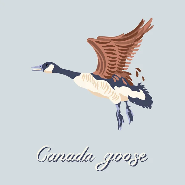 Flying Canada goose. Vintage collection of birds. Vector illustration. — Stock Vector