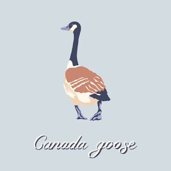 Канадский гусь. Ручная птица. Винтажная коллекция. Векторная иллюстрация. — стоковый вектор
