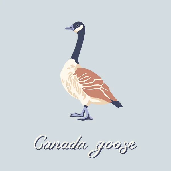 Canadese gans. Profiel van de vogel. Vintage collectie. Vectorillustratie. — Stockvector