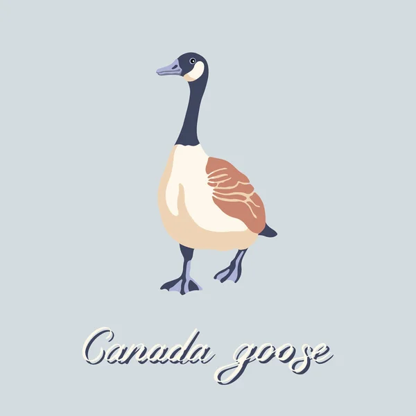 Canadese gans. Vogel loopt naar voren. Vintage collectie. Vectorillustratie. — Stockvector