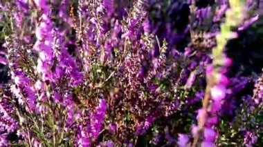 Close-up of blooming heather swaying in the breeze. Vivid purple tones and soft motion create a serene, seasonal atmosphere in nature. Slow Motion.