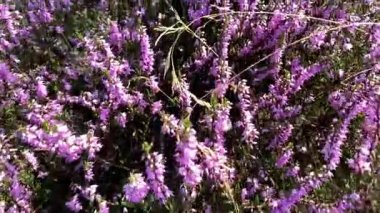 Close-up of blooming heather swaying in the breeze. Vivid purple tones and soft motion create a serene, seasonal atmosphere in nature. Slow Motion.