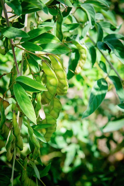 Pigeon Peas on the tree growing in groups of pods. Caribbean plant rich in protein and nutritional value