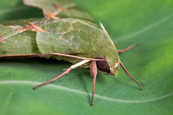 Eumorpha Labruscae Gaudy Sphinx Green Moth Caterpillar Leaf Family Sphingidae — Foto de Stock
