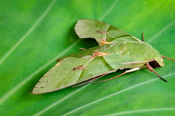 Eumorpha Labruscae Gaudy Sphinx Green Moth Caterpillar Leaf Family Sphingidae — Foto de Stock