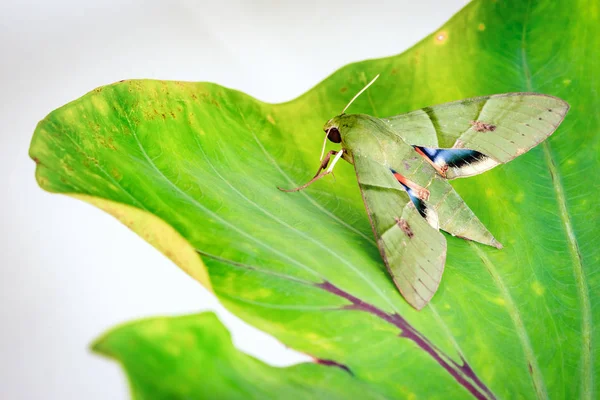 Eumorpha Labruscae Gaudy Sphinx Green Moth Caterpillar Leaf Family Sphingidae —  Fotos de Stock