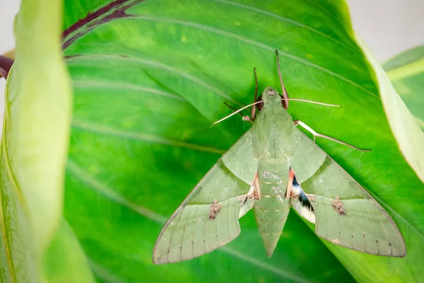 Eumorpha Labruscae Gaudy Sphinx Green Moth Caterpillar Leaf Family Sphingidae — Foto de Stock