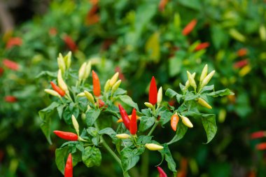 Kuş Biber bitki demet grup olgun organik Karayip Tropikal