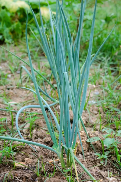 Fresh green spring onions in garden scallion chives shallot — Stock Photo, Image