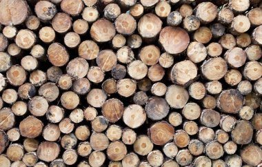 Günlük biter arka plan textur kesmek