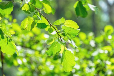 Ağaç dalı ile taze yeşil yaz closeup bırakır