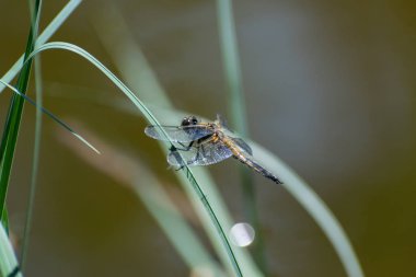 Çim makro portre üzerinde oturan yusufçuk