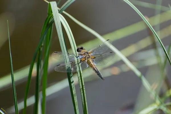 Dragonfly Συνεδρίαση Για Γρασίδι Closeup Μακροεντολής — Φωτογραφία Αρχείου