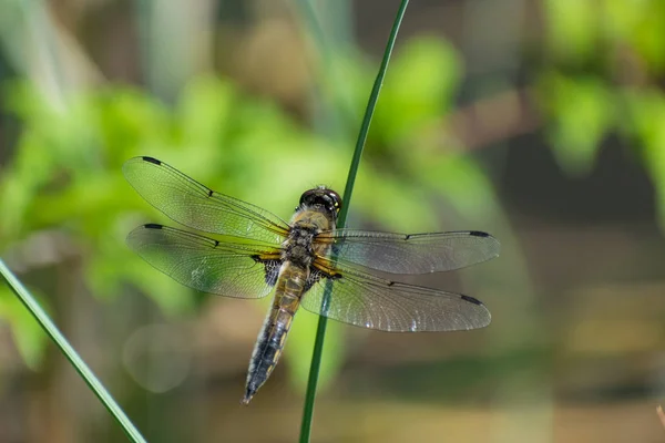 Libellule Assis Sur Herbe Macro Gros Plan — Photo