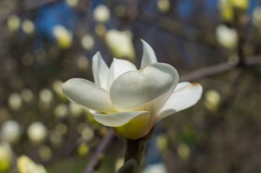 İlkbaharda çiçek güzel manolya ağacı