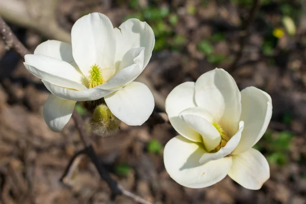 Bellissimo Albero Magnolia Che Fiorisce Primavera — Foto Stock
