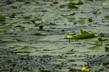 Nilüferler yaz aylarında güneşli bir günde sakin bir Nehri üzerinde