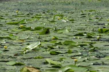 Nilüferler yaz aylarında güneşli bir günde sakin bir Nehri üzerinde