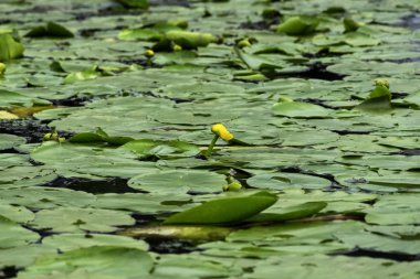 Nilüferler yaz aylarında güneşli bir günde sakin bir Nehri üzerinde