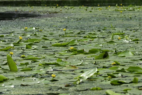 Water Lilies Summer Calm River Sunny Day — Stock Photo, Image