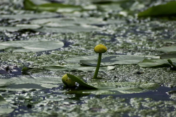 Water Lilies Summer Calm River Sunny Day — Stock Photo, Image