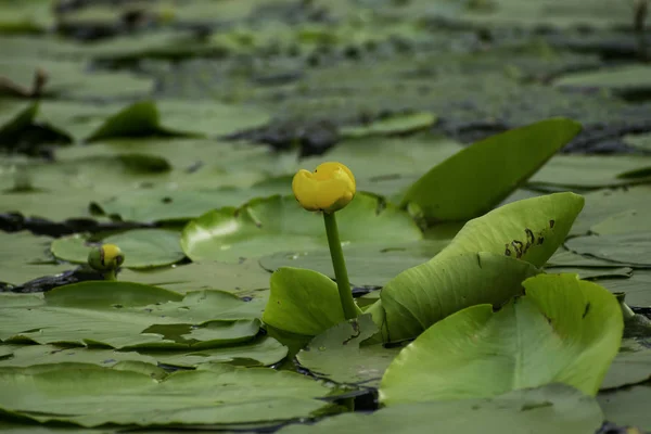 Water Lilies Summer Calm River Sunny Day — Stock Photo, Image