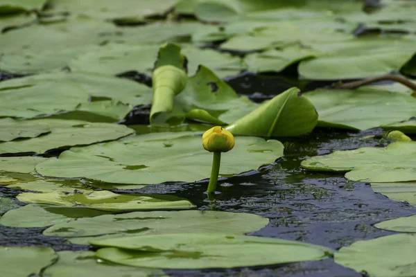 Water Lilies Summer Calm River Sunny Day — Stock Photo, Image